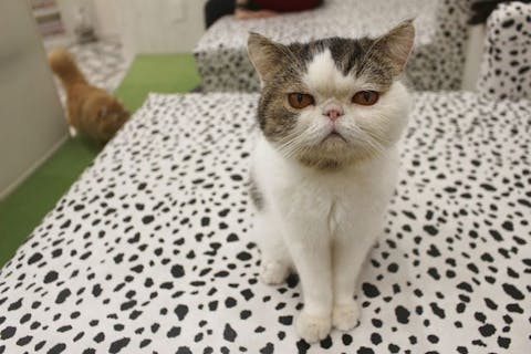 【18％割引】猫カフェモカ　イオンモール神戸北店　入場券（ドリンクバー・猫ちゃん用おやつ）※3月～