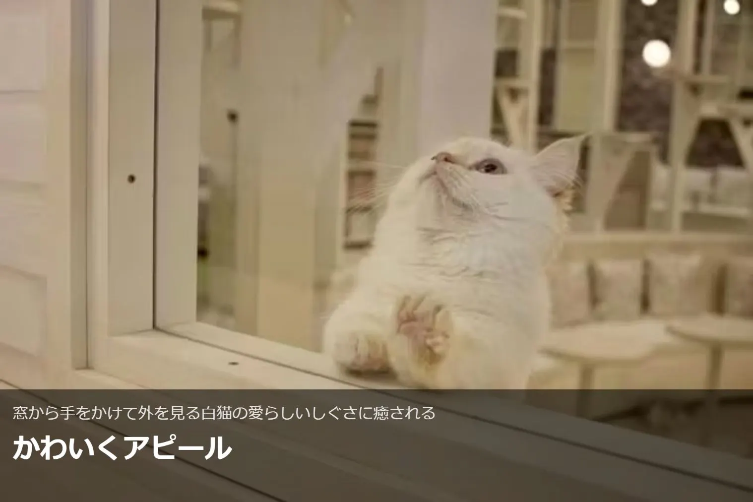 超特割！【18%割引】猫カフェモカ イオンモール神戸北 入場チケット
