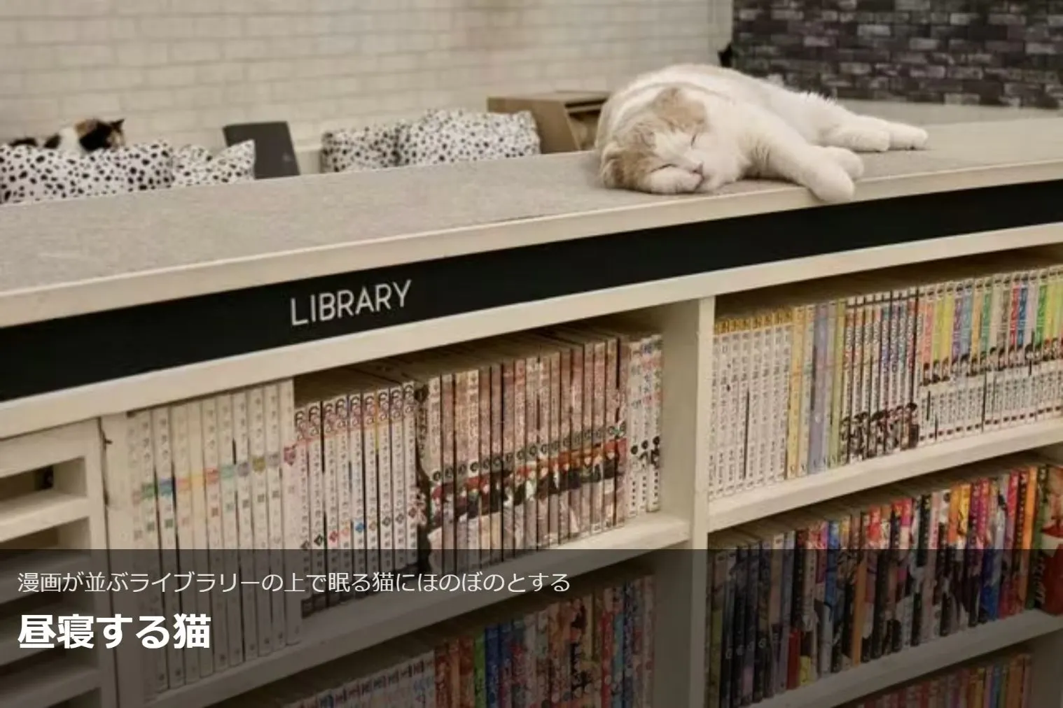 超特割！【18%割引】猫カフェモカ イオンモール神戸北 入場チケット