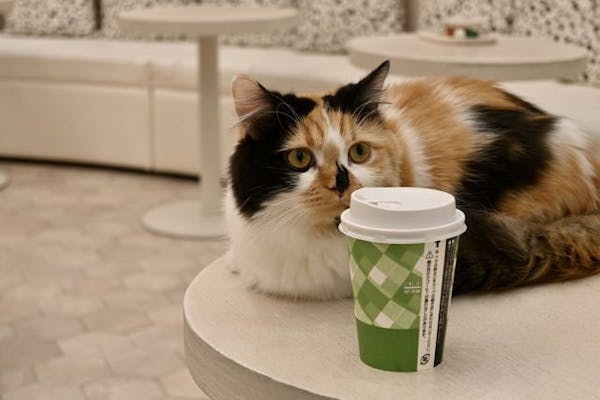 超特割！【18%割引】猫カフェモカ イオンモール神戸北 入場チケット