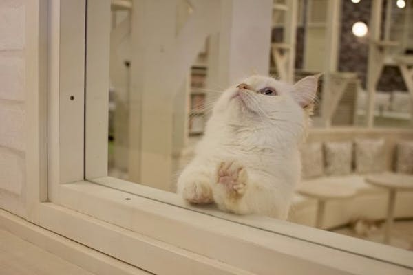 超特割！【18%割引】猫カフェモカ イオンモール神戸北 入場クーポン