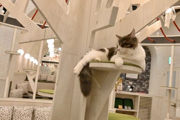 超特割！【18%割引】猫カフェモカ イオンモール神戸北 入場