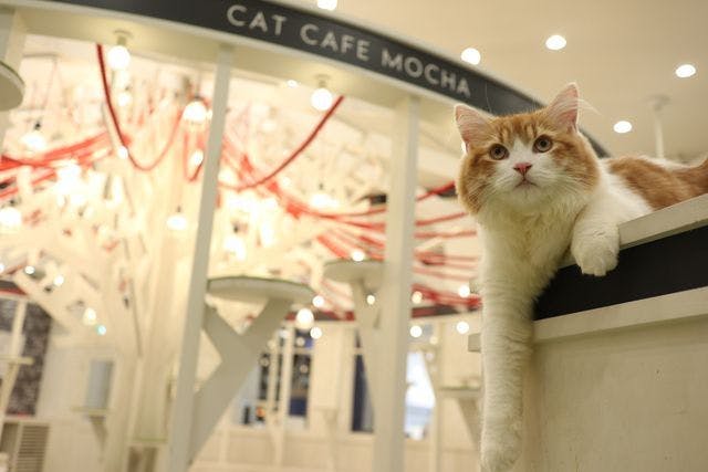 超特割！【18%割引】猫カフェモカ イオンモール神戸北 入場クーポン/ドリンクバー・猫ちゃん用おやつ