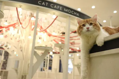 超特割！【18%割引】猫カフェモカ イオンモール神戸北 入場チケット