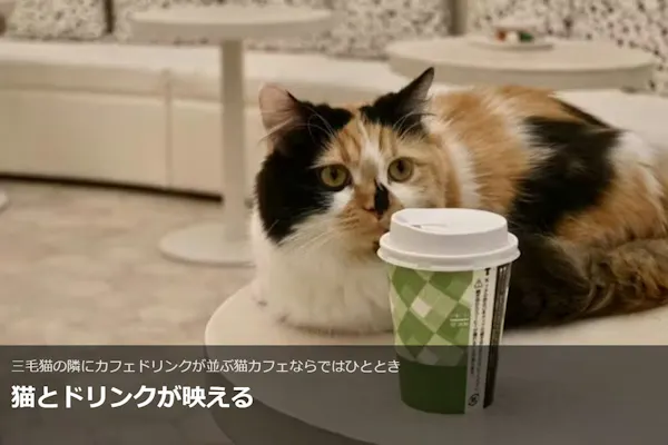 超特割！【18%割引】猫カフェモカ イオンモール神戸北 入場チケット