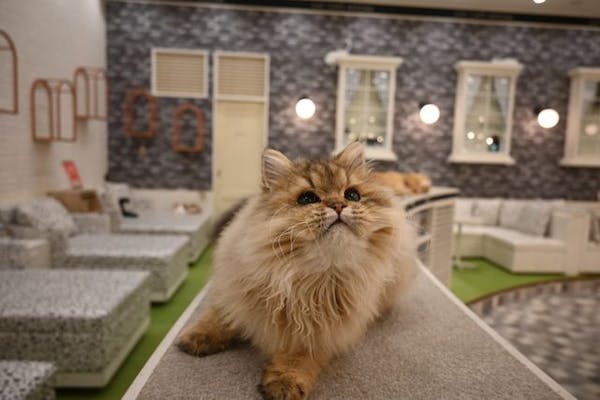 超特割！【18%割引】猫カフェモカ イオンモール神戸北 入場クーポン