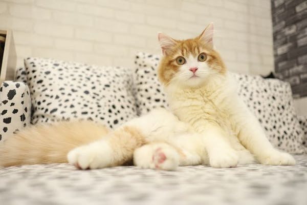 超特割！【18%割引】猫カフェモカ イオンモール神戸北 入場クーポン