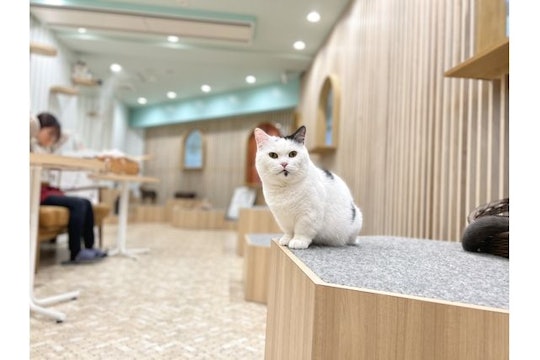猫カフェモカ 京都新京極店