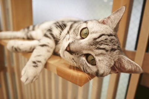 19 割引 猫カフェモカ 京都新京極店 入場クーポン 入場 ドリンクバー 猫ちゃん用おやつ アソビュー 19 割引 猫カフェモカ 京都新京極店 入場クーポン 入場 ドリンクバー 猫ちゃん用おやつ アソビュー
