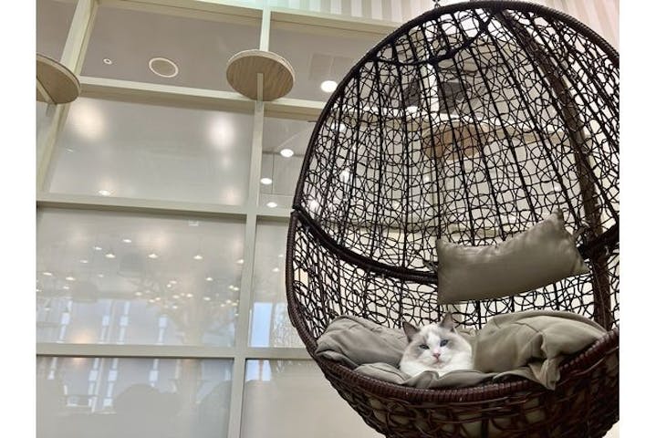 猫カフェモカ 京都河原町店