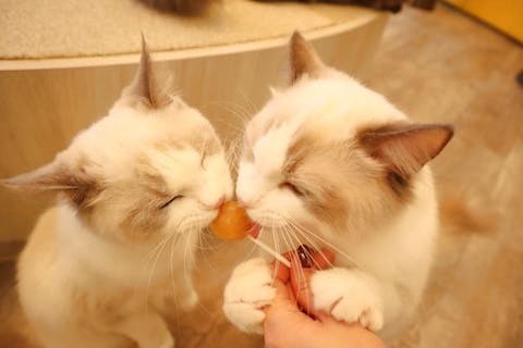 超特割 18 割引 猫カフェモカ 京都新京極店 入場 ドリンクバー 猫ちゃん用おやつ アソビュー