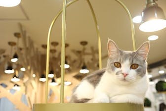 猫カフェMOCHA にゃんずトレカ　京都河原町店 即完売続出の話題のにゃんずトレカ、待望の秋冬バージョン！MOCHA