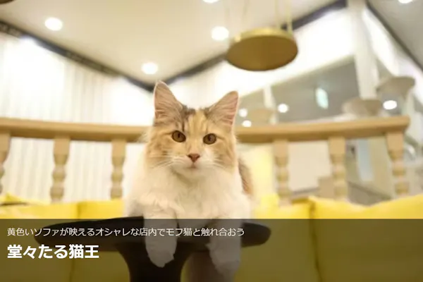 超特割！【18%割引】猫カフェモカ 京都河原町 入場チケット（時間