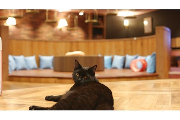 猫カフェモカ 名古屋栄店