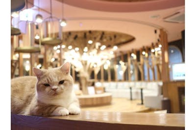 TOP｜猫カフェ MOCHA(モカ)