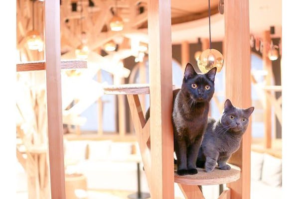 超特割！！【18%割引】猫カフェモカ 名古屋栄 入場クーポン