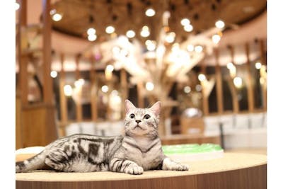 モモンガハウス(猫・カフェ)ボア茶 1800円