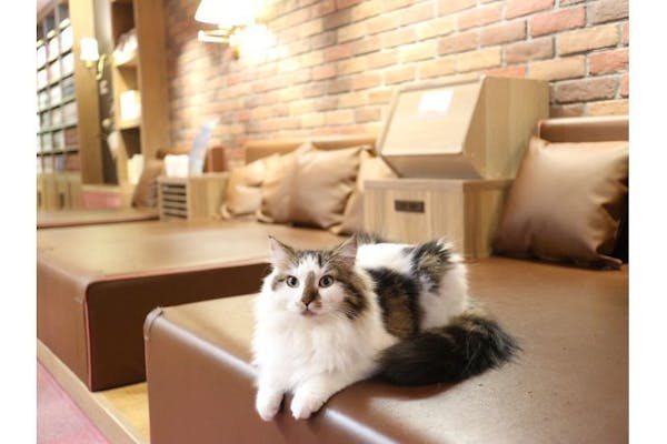 モモンガハウス(カフェ・猫) ボア茶   大サイズ(家族用)  2200円 モモンガハウスじゃない, モモンガを触る新しい方法 「モモさわ