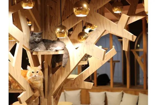 18%割引】猫カフェモカ 名古屋栄 入場チケット（ドリンクバー・猫