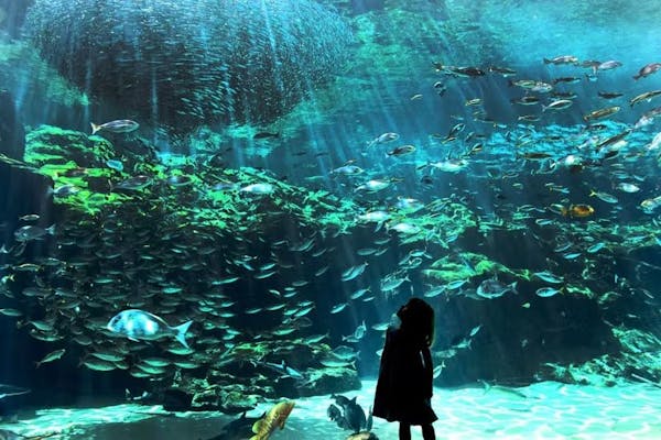 人魚の楽園 九十九島周遊チケット(3点セット)【水族館+動植物園+遊覧船(パール