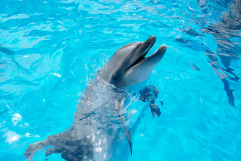 九十九島周遊チケット（2点セット）（動植物園+水族館）