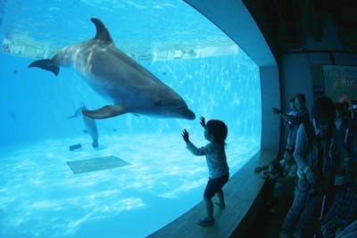 九十九島周遊チケット（2点セット）（動植物園+水族館）｜アソビュー！