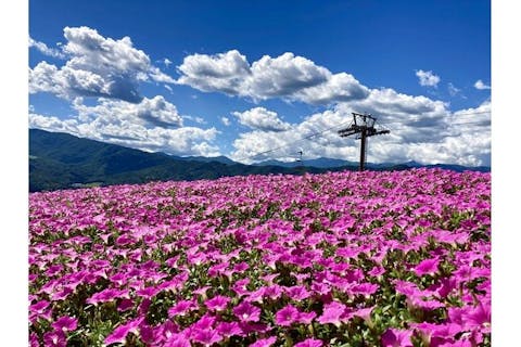 【100円割引】ひるがのピクニックガーデン 入園券