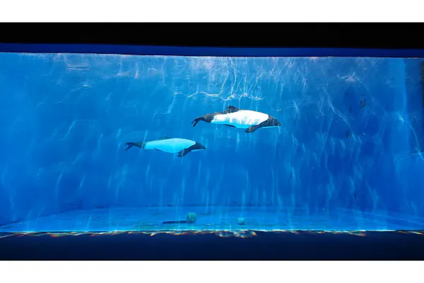 ☆チケット窓口での引換必須【400円割引】仙台うみの杜水族館 前売り