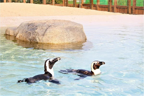 ☆チケット窓口での引換必須【400円割引】仙台うみの杜水族館 前売りペア（大人2名分）入館券｜アソビュー！