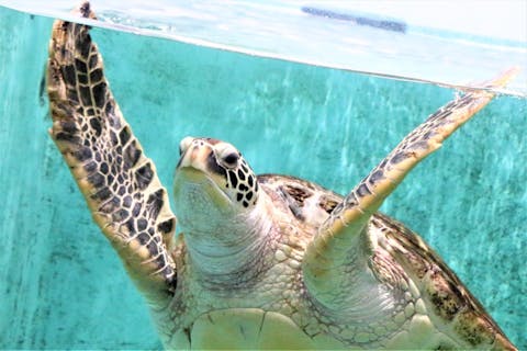 仙台うみの杜水族館　15時以降お得な入館引換券