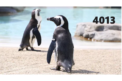 【4013】チケット窓口での引換必須 最大11％割引 仙台うみの杜水族館　前売り親子ペア入館券