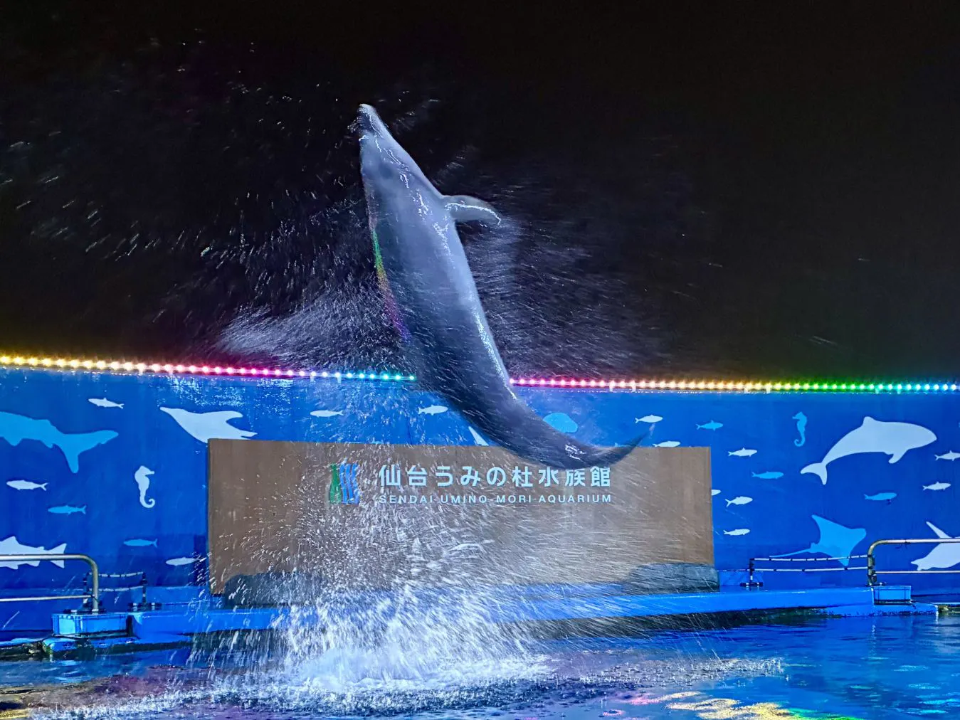 通常期間】イルカーニバルチケット 日付指定・キャンセル不可
