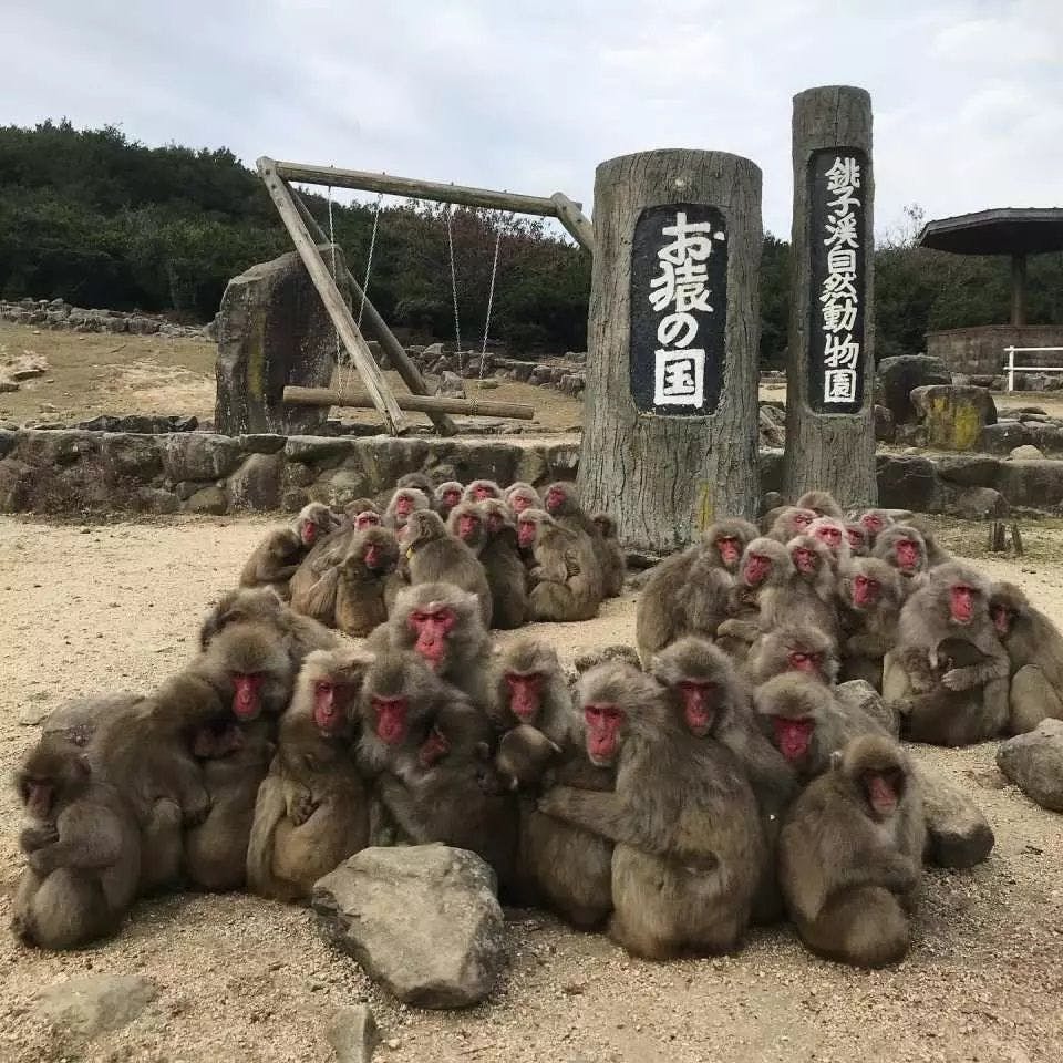 小豆島　銚子渓　自然動物園　お猿の国