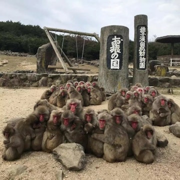 小豆島　銚子渓　自然動物園　お猿の国