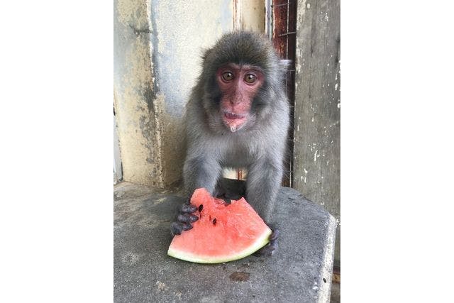 最大7%割引】小豆島銚子渓自然動物園・お猿の国 入場チケット - 小豆島