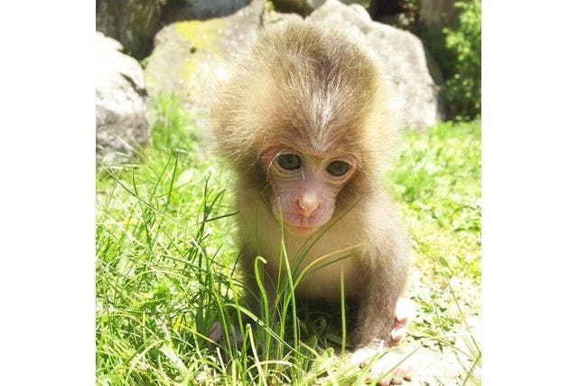 【最大7%割引】小豆島銚子渓自然動物園・お猿の国 入場チケット