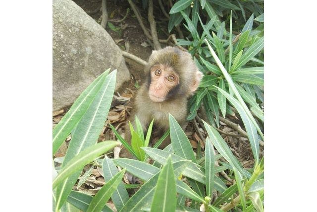 最大7%割引】小豆島銚子渓自然動物園・お猿の国 入場チケット - 小豆島