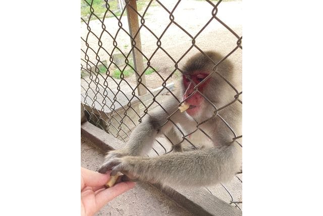 最大7%割引】小豆島銚子渓自然動物園・お猿の国 入場チケット - 小豆島