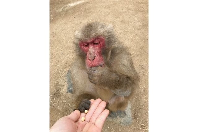 最大7%割引】小豆島銚子渓自然動物園・お猿の国 入場チケット - 小豆島