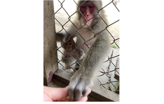 超特割！【最大22%割引】ほぼ放し飼い「小豆島銚子渓 自然動物園 お猿の国」入場チケット＋餌やり1回