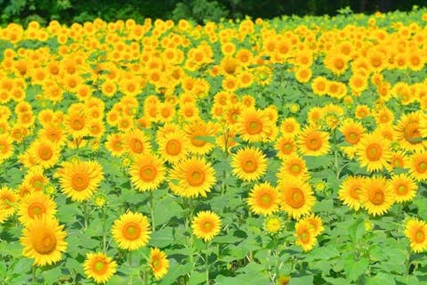 【50円OFF】猪苗代ハーブ園　入園チケット