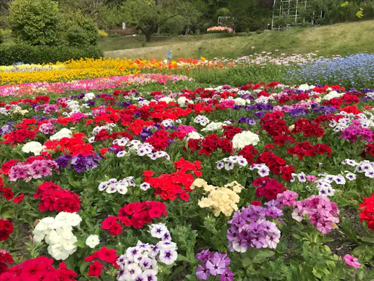 最大20%OFF】やまぐちフラワーランド 入園券｜アソビュー！