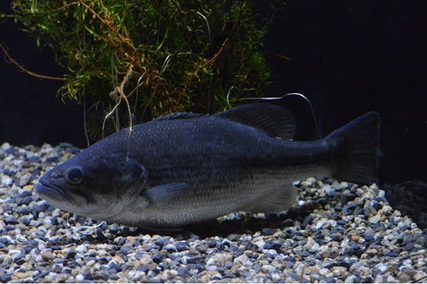 アクアマリンいなわしろカワセミ水族館 前売り電子入館チケット