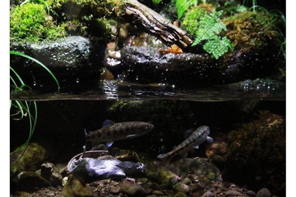 アクアマリンいなわしろカワセミ水族館 前売り電子入館チケット
