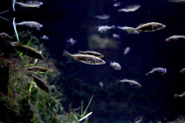 アクアマリンいなわしろカワセミ水族館 前売り電子入館チケット