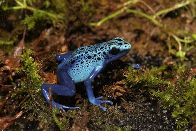 最大20%割引】珍しいカエルがたくさん！体感型カエル館KawaZoo