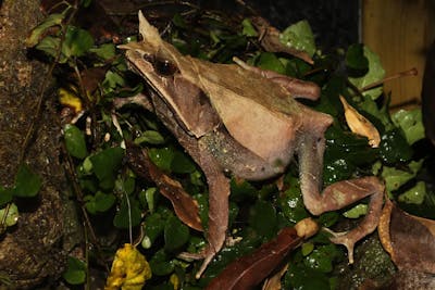 最大200円割引】KawaZoo＆iZoo共通入園券｜アソビュー！