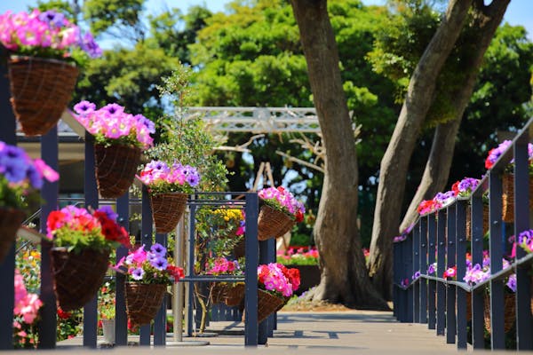 江ノ島絵栖花 江の島 春色体感フェスティバル | カラーズフェスト！