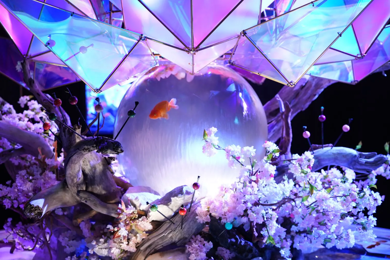 金魚の餌やり体験付き】KINGYO MUSEUM × IKIMONO MUSEUM 共通チケット