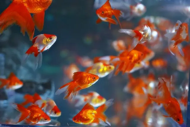 金魚の餌やり体験付き】KINGYO MUSEUM × IKIMONO MUSEUM 共通チケット